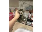 Adopt Aang a Brown or Chocolate Domestic Shorthair / Domestic Shorthair / Mixed