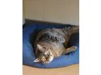 Adopt Garfield a Brown or Chocolate Domestic Shorthair cat in Apple Valley