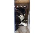 Adopt Drew Hairymore a All Black Domestic Shorthair cat in Apple Valley