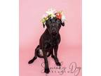 Adopt Pebbles a Black Cane Corso / Boxer / Mixed dog in Bothell, WA (39906730)