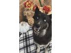 Adopt Nala a Black - with White Australian Shepherd / Husky / Mixed dog in