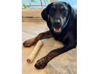 Adopt Dora a Black - with Tan, Yellow or Fawn Labrador Retriever / Mixed dog in