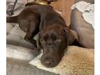 Adopt Parker a Brown/Chocolate Labrador Retriever / Mixed dog in San Francisco