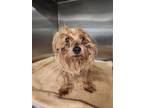 Adopt Gary- ADOPTED a Yorkshire Terrier, Mixed Breed