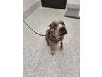 Adopt King Tut- ADOPTED a Pit Bull Terrier, Mixed Breed