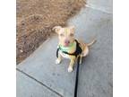 Adopt Mario a Pit Bull Terrier, Mixed Breed