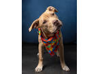 Adopt Mario a Pit Bull Terrier, Mixed Breed