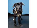 Adopt Luigi a Pit Bull Terrier, Mixed Breed