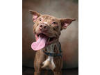 Adopt York a American Staffordshire Terrier, Mixed Breed