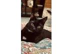 Adopt Romeo a Black (Mostly) Domestic Mediumhair / Mixed (medium coat) cat in