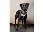 Adopt Principal skinner a Labrador Retriever, Mixed Breed