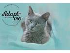 Adopt Adam a Gray or Blue Russian Blue cat in Belton, MO (41463839)