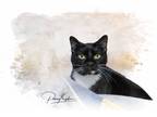 Adopt Gertie a All Black Domestic Shorthair cat in Belton, MO (41447842)