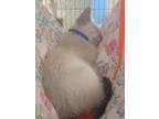 Adopt Skywalker a White Siamese cat in Belton, MO (41463837)