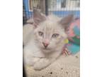 Adopt Leia a Siamese cat in Belton, MO (41463836)