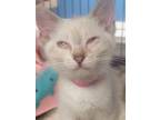 Adopt Rei a White Siamese cat in Belton, MO (41463835)