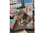 Adopt Amidala a Cream or Ivory Domestic Shorthair cat in Belton, MO (41463833)