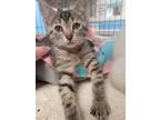 Adopt Mara Jade a Cream or Ivory Domestic Shorthair cat in Belton, MO (41463832)