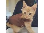 Adopt Tai - IN FOSTER a Domestic Short Hair