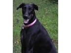 Adopt Scout a Black Irish Wolfhound / Doberman Pinscher / Mixed dog in Lake