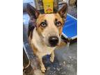 Adopt 25499 a Tricolor (Tan/Brown & Black & White) Australian Cattle Dog / Mixed