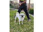 Adopt Chowder a White Pug / Mixed dog in Riverside, CA (41463799)