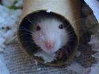 Adopt CINDY a Rat (medium coat) small animal in Denver, CO (41460860)