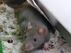 Adopt GREG a Rat (medium coat) small animal in Denver, CO (41460859)