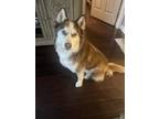 Adopt Zane a Red/Golden/Orange/Chestnut - with White Husky / Mixed dog in Toms
