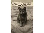 Adopt Luna a Gray, Blue or Silver Tabby Russian Blue / Mixed (short coat) cat in