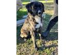 Adopt Spirit a Merle Australian Shepherd / Mixed dog in haslet, TX (40427009)