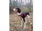 Adopt Harlan a Tricolor (Tan/Brown & Black & White) Coonhound / Mixed dog in