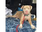 Adopt Maggie the Meatball Lonestar a Tan/Yellow/Fawn American Pit Bull Terrier /