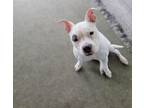 Adopt Luna a White American Pit Bull Terrier / Mixed dog in Burlington
