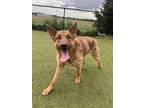 Adopt Rascal a Red/Golden/Orange/Chestnut German Shepherd Dog / Mixed dog in