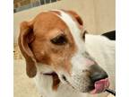 Adopt Dandelion a White Coonhound / Mixed dog in Palm Coast, FL (41316706)