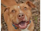 Adopt Bill a Tan/Yellow/Fawn American Pit Bull Terrier / Mixed Breed (Medium) /