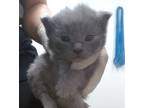 Adopt Boo a Gray or Blue Domestic Longhair / Domestic Shorthair / Mixed cat in
