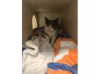 Adopt Meredith - Barn Cat a Gray or Blue Domestic Shorthair / Domestic Shorthair