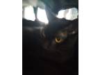 Adopt Bianca a All Black Domestic Shorthair / Domestic Shorthair / Mixed (short