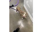 Adopt Bella a Tan/Yellow/Fawn American Pit Bull Terrier / Mixed dog in New