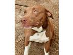 Adopt Cody a Brown/Chocolate Labrador Retriever / Mixed Breed (Medium) / Mixed