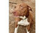 Adopt Cody a Brown/Chocolate Labrador Retriever / Mixed dog in Palm Coast