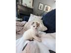 Adopt Hattie a White Domestic Shorthair / Domestic Shorthair / Mixed cat in