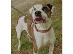 Adopt Bella a White American Pit Bull Terrier / Mixed Breed (Medium) / Mixed