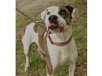 Adopt Bella a White American Pit Bull Terrier / Mixed dog in Palm Coast