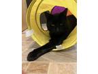 Adopt Jax a All Black Domestic Shorthair / Domestic Shorthair / Mixed cat in