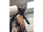 Adopt Patch a All Black Domestic Shorthair / Domestic Shorthair / Mixed cat in