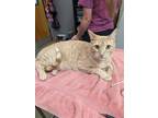 Adopt Bagel a Orange or Red Domestic Shorthair / Domestic Shorthair / Mixed cat