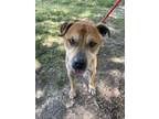 Adopt Zane a Brown/Chocolate American Pit Bull Terrier / Mixed dog in